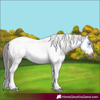 Horse Color:Blue Roan Splash Tobiano Frame Appaloosa 