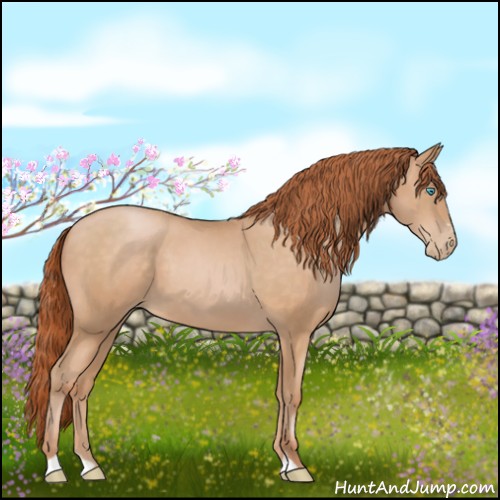 Horse Color:Buckskin Pearl Sabino 
