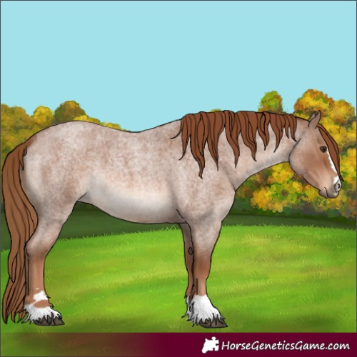 Horse Color:Red Roan