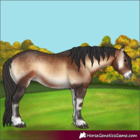 Horse Color:Bay Onyx 