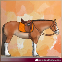 Horse Color:Bay Splash 