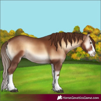 Horse Color:Red Onyx Splash 