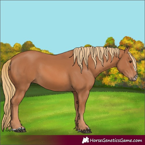 Horse Color:Chestnut 