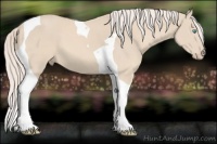 Horse Color:Cremello Tobiano 
