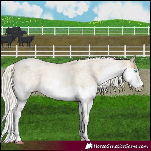 Horse Color:Silver Buckskin Roan Pearl Sabino Splash