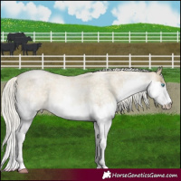 Horse Color:Silver Buckskin Roan Pearl Sabino Splash 