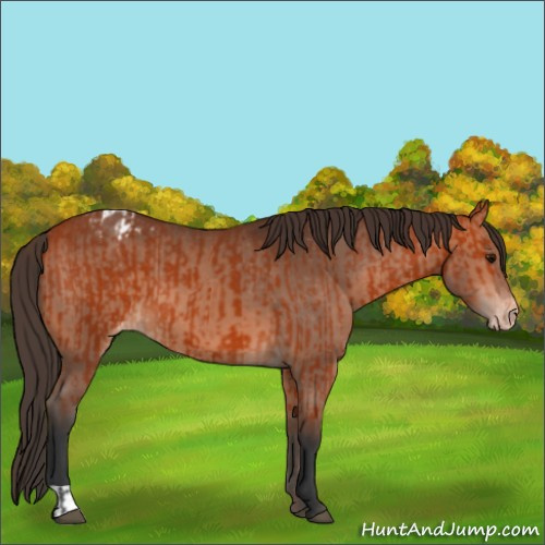 Horse Color:Bay Appaloosa and Bay Appaloosa
