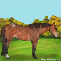 Horse Color:Bay Appaloosa  and Bay Appaloosa 