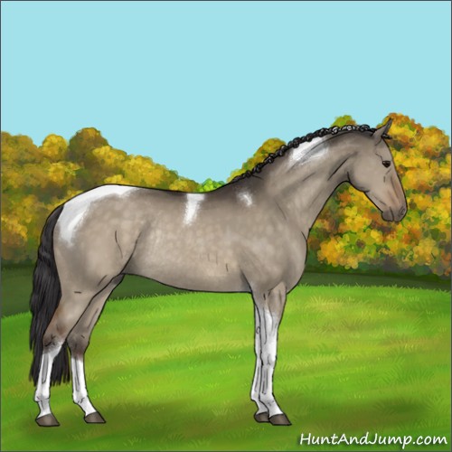 Horse Color:Buckskin Dun Sabino Tobiano Rabicano 