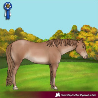 Horse Color:Black Pearl