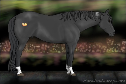 Horse Color:Black Tobiano 