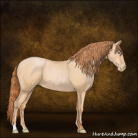 Horse Color:Buckskin Pearl Sabino
