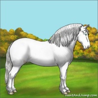 Horse Color:Palomino Pearl Sabino 