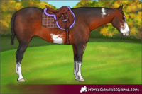 Horse Color:Brown Sabino