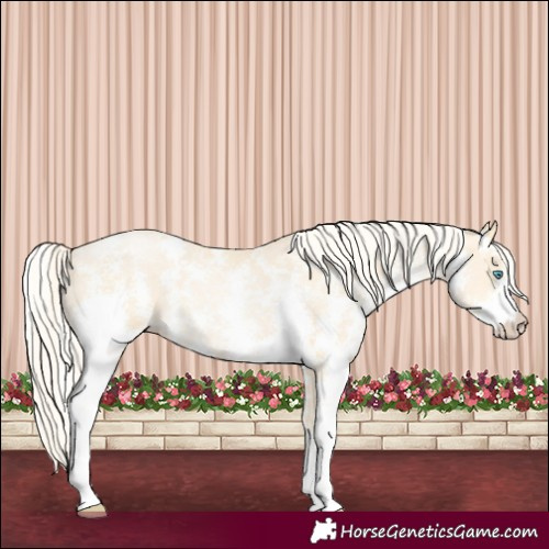 Horse Color:Palomino Pearl Sabino 