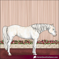 Horse Color:Palomino Pearl Sabino