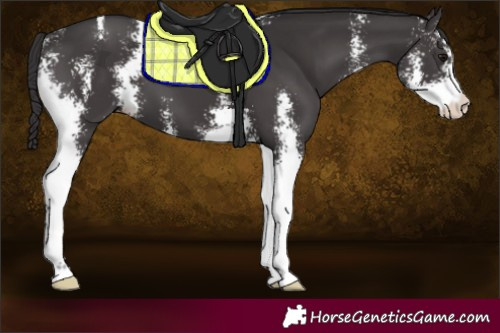 Horse Color:Smoky Black Sabino 