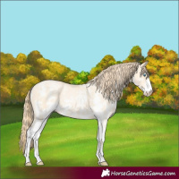 Horse Color:Buckskin Pearl Sabino 