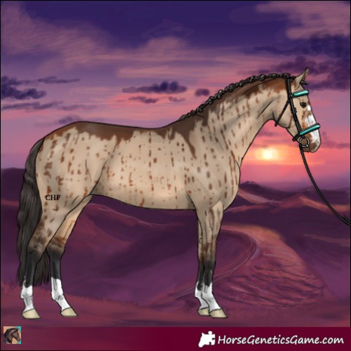 Horse Color:Bay Dun Brindle