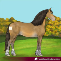 Horse Color:Sable Cream Champagne 