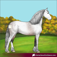 Horse Color:Gray Bay Sabino
