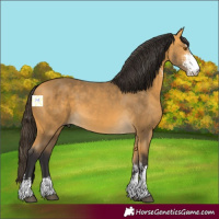 Horse Color:Buckskin Sabino 