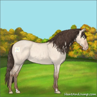 Horse Color:Amber Champagne Roan Dun 
