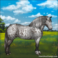 Horse Color:Liver Chestnut  and Gray Liver Chestnut 