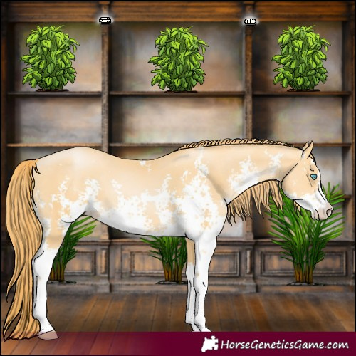 Horse Color:Buckskin Pearl Sabino 