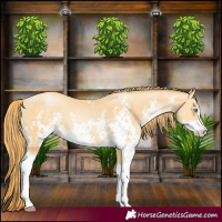 Horse Color:Buckskin Pearl Sabino 