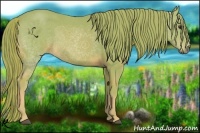 Horse Color:Watercolor Chestnut Rabicano 