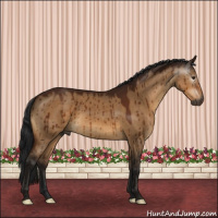 Horse Color:Gray Bay Dun Brindle 