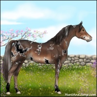 Horse Color:White Spotted Liver Chestnut 