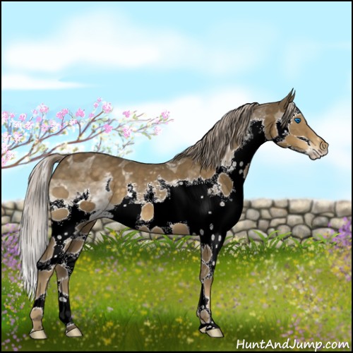 Horse Color:White Spotted Chocolate Palomino Splash