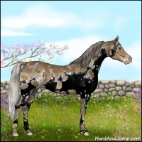 Horse Color:White Spotted Chocolate Palomino Splash 