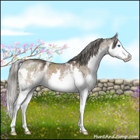 Horse Color:White Spotted Liver Red Dun Mushroom Sabino Splash Brindle 