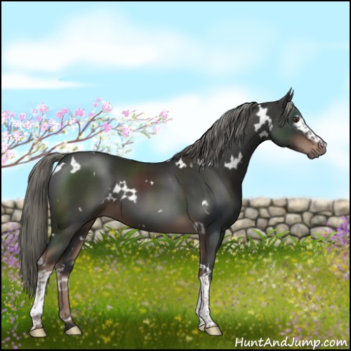 Horse Color:White Spotted Liver Chestnut Mushroom