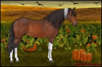 Horse Color:Buckskin Tobiano 