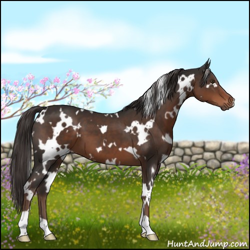 Horse Color:White Spotted Liver Chestnut