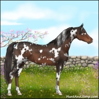 Horse Color:White Spotted Liver Chestnut 