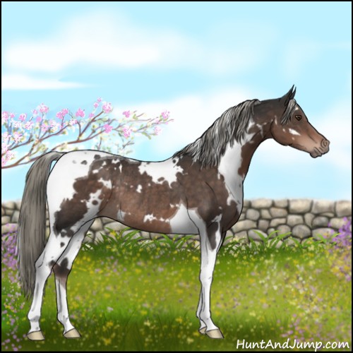 Horse Color:White Spotted Liver Chestnut Mushroom Tobiano Rabicano