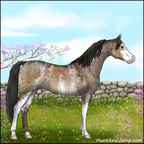 Horse Color:White Spotted Liver Red Dun Sabino Brindle 