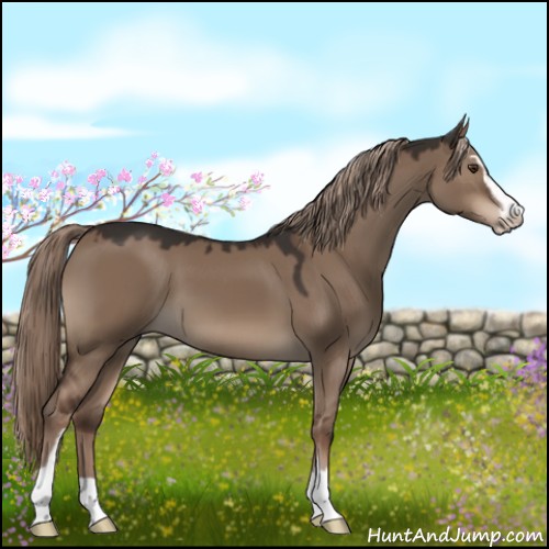 Horse Color:Liver Red Dun Sabino 