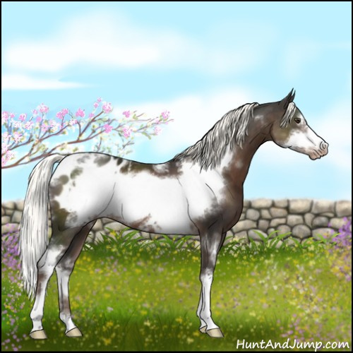 Horse Color:White Spotted Liver Chestnut Mushroom Sabino Frame Appaloosa