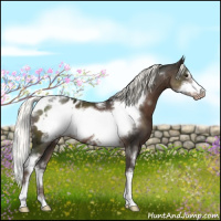 Horse Color:White Spotted Liver Chestnut Mushroom Sabino Frame Appaloosa 