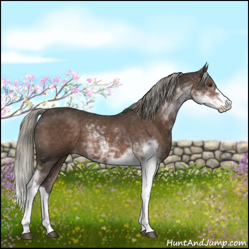 Horse Color:Liver Chestnut Mushroom Sabino 