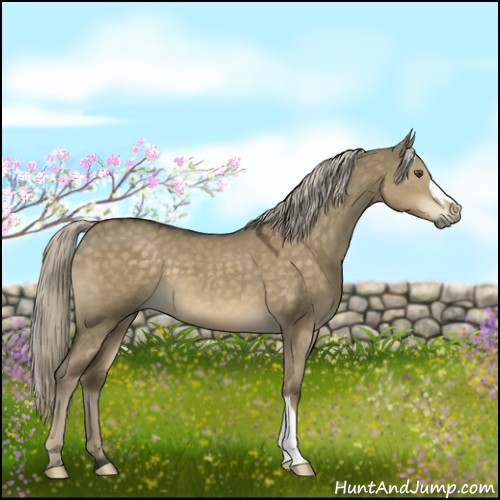 Horse Color:Chocolate Palomino Dun Mushroom 