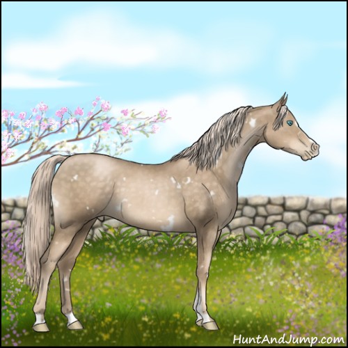 Horse Color:White Spotted Chocolate Palomino Pearl Sabino 