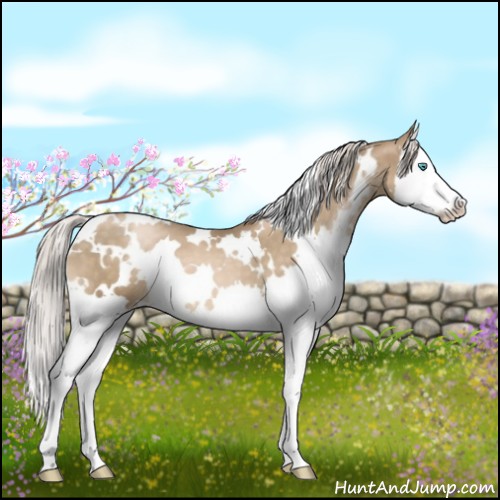 Horse Color:White Spotted Chocolate Palomino Pearl Sabino Splash 