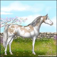 Horse Color:White Spotted Chocolate Palomino Pearl Sabino Splash 